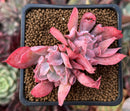 Echeveria 'Trumpet Pinky' 1" Cluster Succulent Plant
