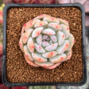 Echeveria 'Hosikage' 2" Succulent Plant