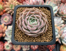 Echeveria 'Simulans Ascension' Hybrid 1" Succulent Plant