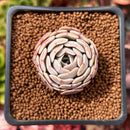 Echeveria 'Rumpil' 1" Small Succulent Plant