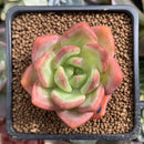 Echeveria 'Orange Champaign' 2" Succulent Plant