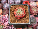 Echeveria 'Scarletta' 1" Succulent Plant