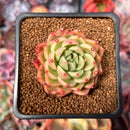 Echeveria Agavoides sp. 1"-2" Succulent Plant