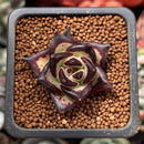 Echeveria Agavoides 'Black Ebony' 1" *Cutting* Succulent Plant