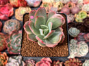 Echeveria 'Luella' Variegated 2" Succulent Plant