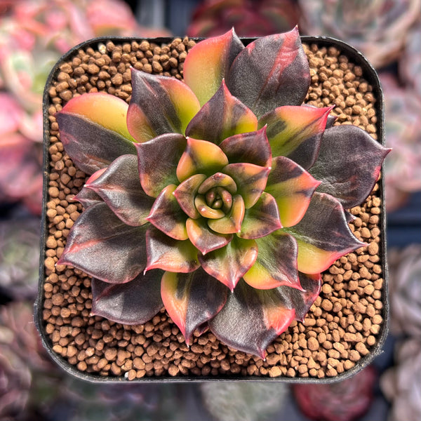 Echeveria 'Black Prince' Variegated 2