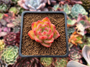 Echeveria Agavoides 'Chalstone' 1" Succulent Plant