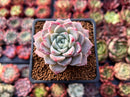 Echeveria 'Pink Spot' 2" Succulent Plant