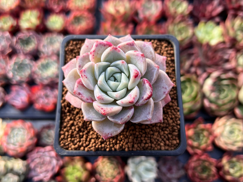 echeveria flowering succulent Echeveria 'Pink Spot' 2