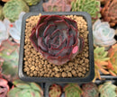 Echeveria 'Dark Ice' 1" Succulent Plant