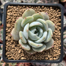 Echeveria 'Lehman' 1" Powdery Succulent Plant