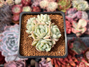 Echeveria sp. Cluster 1"-2" Succulent Plant