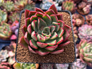 Echeveria 'Marshmallow' 3" New Hybrid Succulent Plant