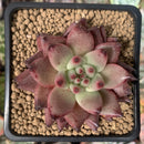 Echeveria Agavoides 'Sirius' 3” Succulent Plant