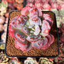 Echeveria 'Hearts Delight' 2"-3" Succulent Plant