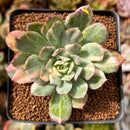 Echeveria 'Bradburiana' Variegated 2" Cutting Succulent Plant