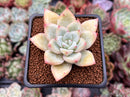 Echeveria 'Mexican Giant' 2" Powdery Succulent Plant