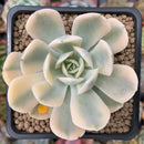 Echeveria Runyonii Variegated (Aka Echeveria 'Akaihosi' Variegated) 2" Succulent Plant