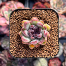 Echeveria 'Chanel Rose' 1" New Hybrid Succulent Plant