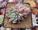 Echeveria 'Elsa' 3" Succulent Plant