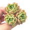 Echeveria 'Dentra' Cluster 2" Rare Succulent Plant