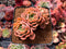 Echeveria Agavoides 'Denteulajjaem' 2" Cluster Succulent Plant