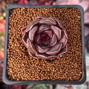 Echeveria 'Fushike' 1" Succulent Plant