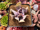 Echeveria 'Perle von Nurnberg' Trumpeting Form (Not Trumpet Pinky) 2"-3" Succulent Plant