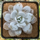 Echeveria 'Laui' 3" Powdery Succulent Plant