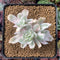 Echeveria 'Berkley Light' Variegated Cluster 3” Rare Succulent Plant