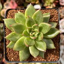 Echeveria Agavoides 'Maria' Lightly-Variegated 2" Succulent Plant