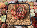 Echeveria Agavoides 'Fire Pillar' 2"-3" Succulent Plant