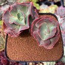 Echeveria 'Suyon Frill' 3"-4" Succulent Plant