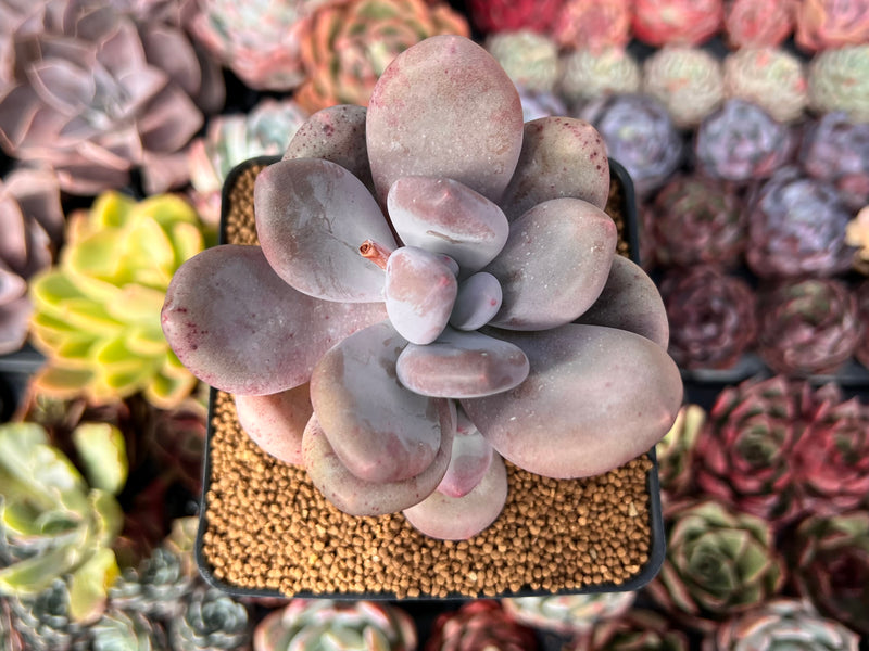 bracteosum succulent Pachyphytum 'Bracteosum' 3"-4" Chunky Succulent Plant – True Succulents  Plant Co