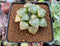 Haworthia Comptoniana 'Suishou' 3" Succulent Plant