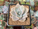 Echeveria 'La Bamba' 3" Succulent Plant