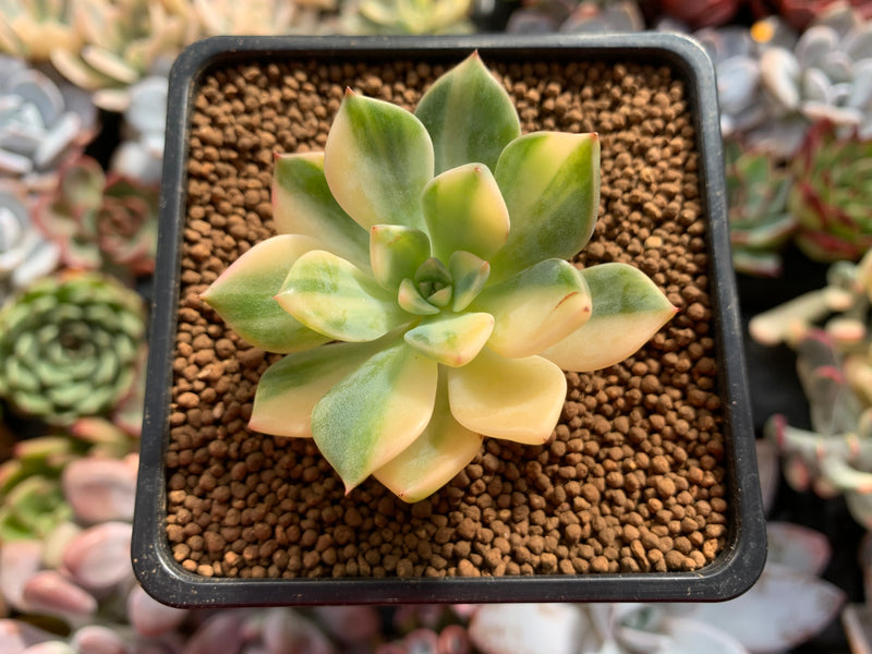 pretty in pink succulent Echeveria 'Pretty in Pink' Variegated 2