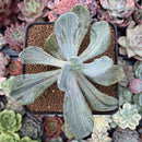 Pachyveria 'Jocelyns Joy' Variegated 3" Succulent Plant
