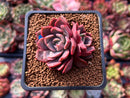 Echeveria 'Vasilisa' 1"-2" Succulent Plant