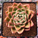 Echeveria Agavoides sp. 3" Succulent Plant