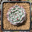 Echeveria sp. 3" Succulent Plant