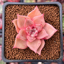 Echeveria Agavoides 'Rosewing' 1" Succulent Plant