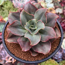 Echeveria 'Minigosaong' Non-Variegated 3"-4" Succulent Plant