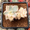 Graptoveria 'Titubans' Variegated 2” Cluster Succulent Plant