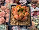 Echeveria Agavoides 'Ebony' 2" Succulent Plant