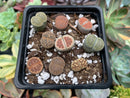 Collection of Lithops 2" (x9 Lithops) Succulent Plant