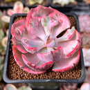 Echeveria 'Beyonce' Variegated 2" Succulent Plant