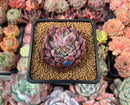 Echeveria Agavoides 'Vivace' 2" Succulent Plant