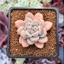 Echeveria 'Demiang' 1" Air Magic Hybrid Succulent Plant