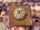 Echeveria 'Primavera' 1" Succulent Plant